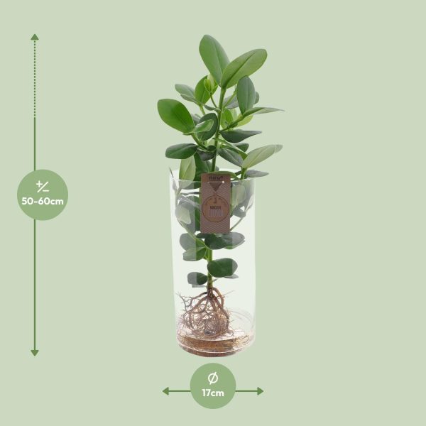 Clusia in Cylinder Glas ↨60cm-ø17cm - Afbeelding 2
