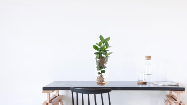 Clusia in Cylinder Glas ↨60cm-ø17cm - Afbeelding 6