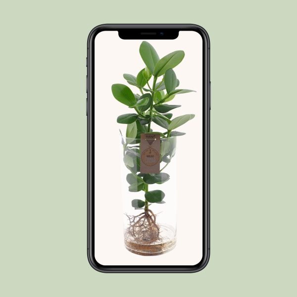 Clusia in Cylinder Glas ↨60cm-ø17cm - Afbeelding 9
