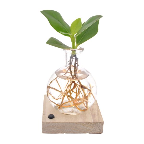 Clusia in Samoa LED ↨10cm-ø5cm