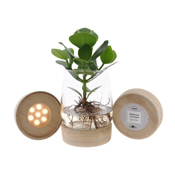 Clusia in Kingston glas met led ↨30cm-ø12cm