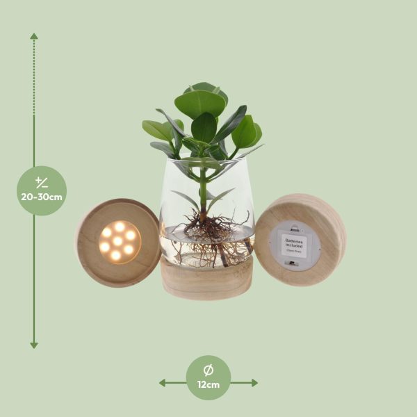 Clusia in Kingston glas met led ↨30cm-ø12cm - Afbeelding 7