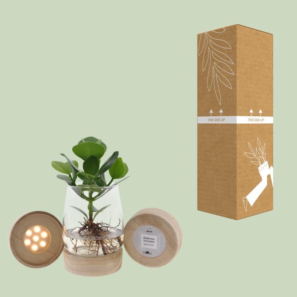 Clusia in Kingston glas met led ↨30cm-ø12cm - Afbeelding 8