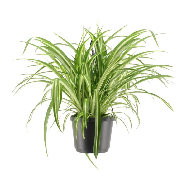 Bonte Chlorophytum comosum ↨30cm-ø17cm