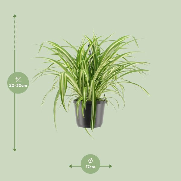 Bonte Chlorophytum comosum ↨30cm-ø17cm - Afbeelding 2