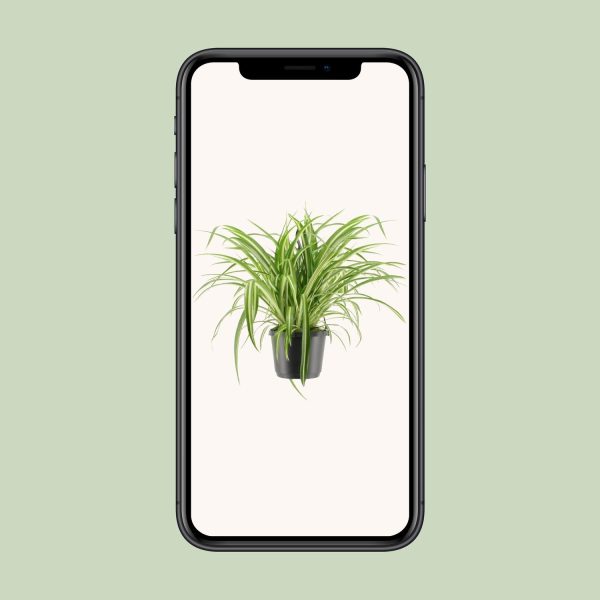 Bonte Chlorophytum comosum ↨30cm-ø17cm - Afbeelding 4