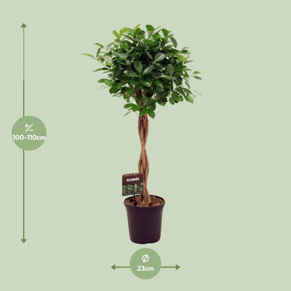 Ficus Microcarpa Moclame ↨110cm-ø23cm - Afbeelding 2