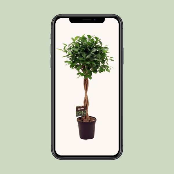 Ficus Microcarpa Moclame ↨110cm-ø23cm - Afbeelding 4