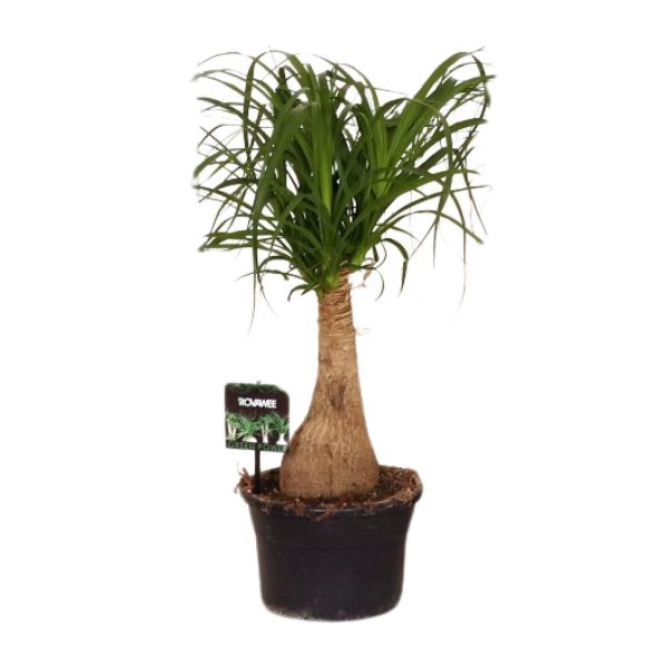 Beaucarnea Nolina ↨60cm-ø19cm