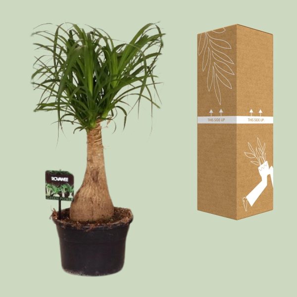 Beaucarnea Nolina ↨60cm-ø19cm - Afbeelding 3