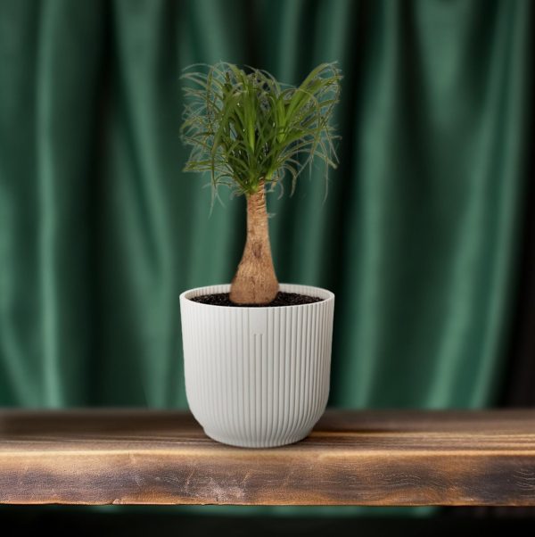 Beaucarnea Nolina ↨60cm-ø19cm - Afbeelding 6