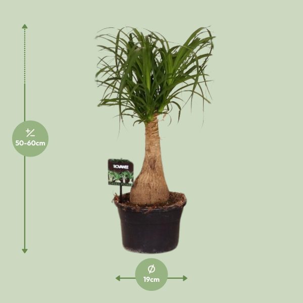 Beaucarnea Nolina ↨60cm-ø19cm - Afbeelding 7