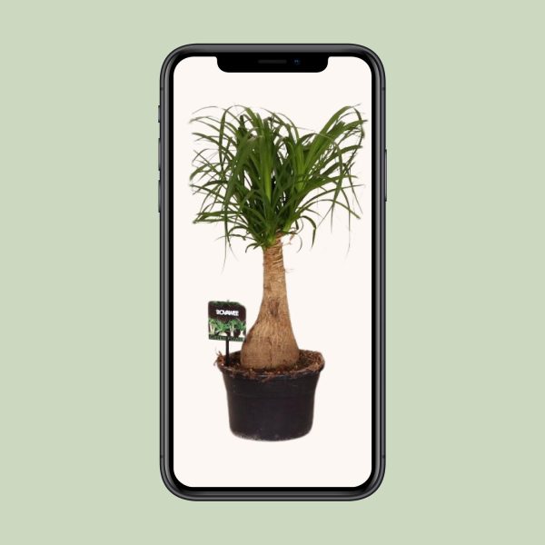 Beaucarnea Nolina ↨60cm-ø19cm - Afbeelding 9