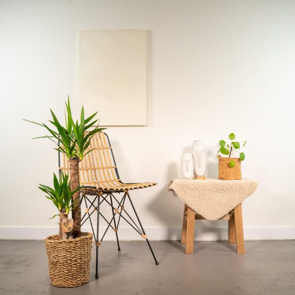 Yucca met mand ↨100cm-ø21cm - Afbeelding 2