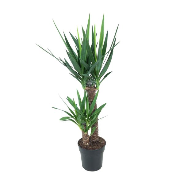Yucca Elephantipes ↨100cm-ø21cm