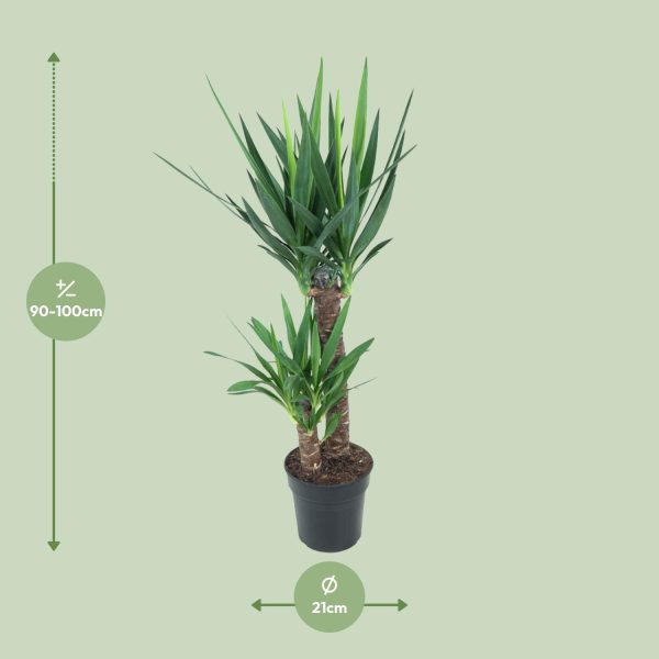 Yucca Elephantipes ↨100cm-ø21cm - Afbeelding 2