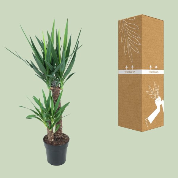 Yucca Elephantipes ↨100cm-ø21cm - Afbeelding 3