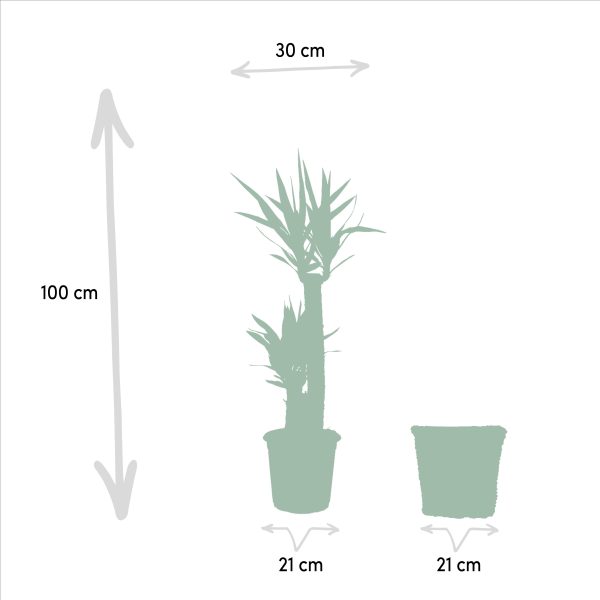 Yucca met mand ↨100cm-ø21cm - Afbeelding 4