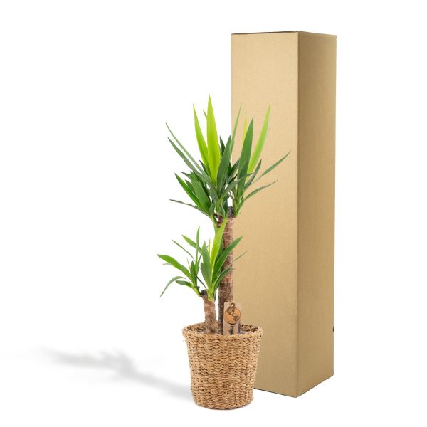 Yucca met mand ↨100cm-ø21cm - Afbeelding 5