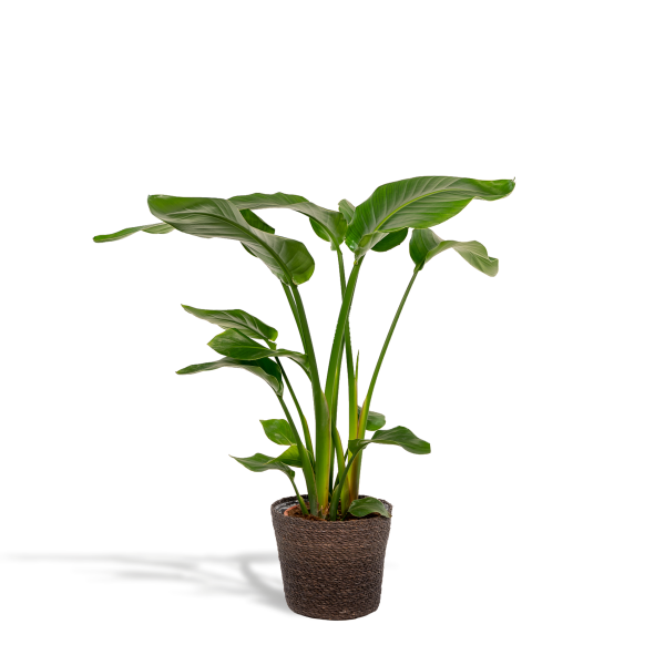 Strelitzia nicolai in mand Igmar ↨90cm-ø19cm