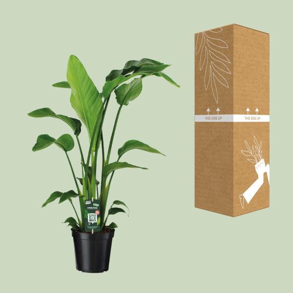 Strelitzia Nicolai multi stek ↨90cm-ø19cm - Afbeelding 3