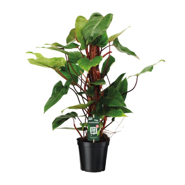 Philodendron Red Emerald ↨80cm-ø19cm