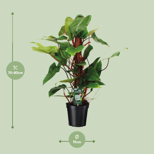 Philodendron Red Emerald ↨80cm-ø19cm - Afbeelding 2
