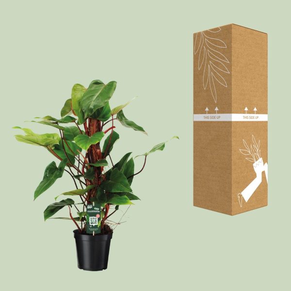 Philodendron Red Emerald ↨80cm-ø19cm - Afbeelding 3