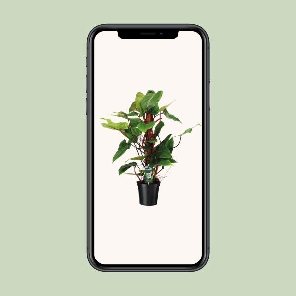 Philodendron Red Emerald ↨80cm-ø19cm - Afbeelding 4