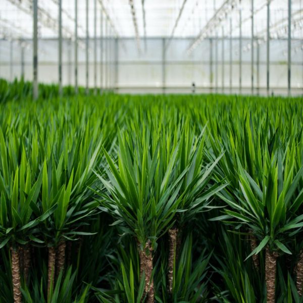 Yucca met mand ↨100cm-ø21cm - Afbeelding 7