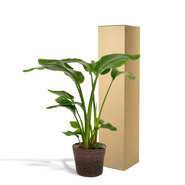 Strelitzia nicolai in mand Igmar ↨90cm-ø19cm - Afbeelding 2
