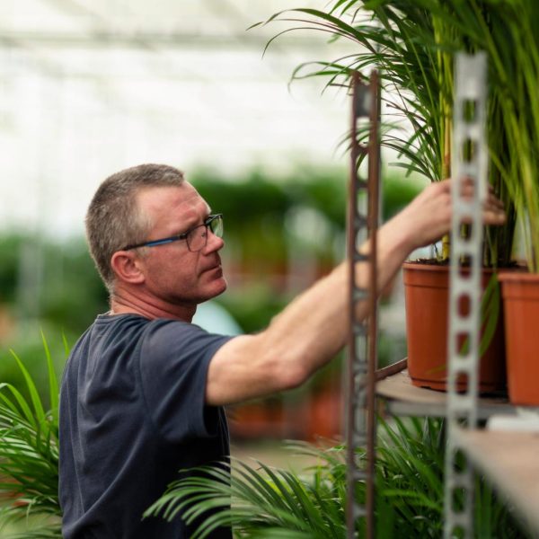 Yucca met mand ↨100cm-ø21cm - Afbeelding 8