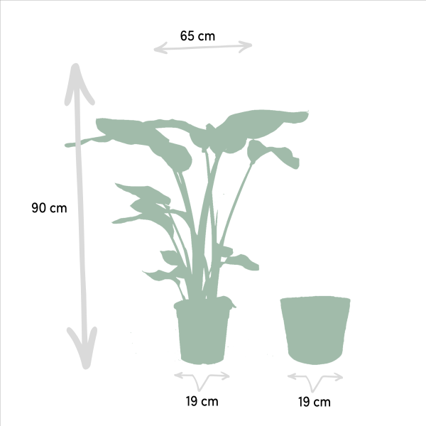 Strelitzia nicolai in mand Igmar ↨90cm-ø19cm - Afbeelding 4