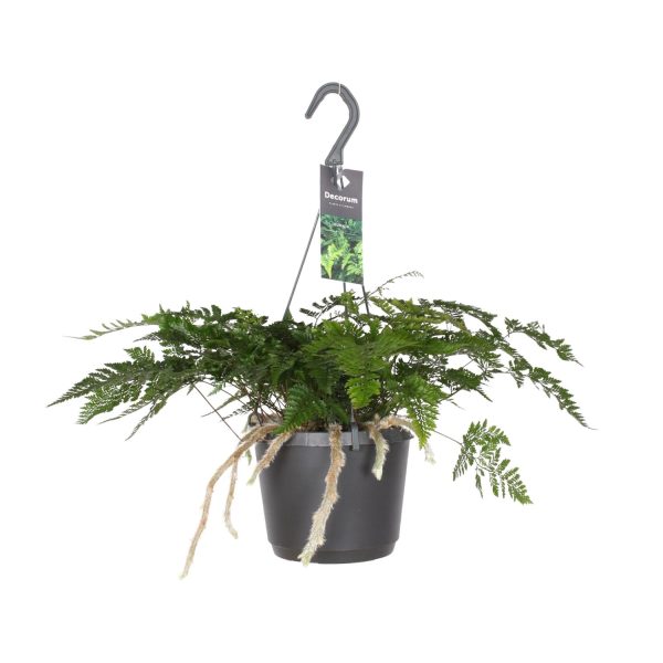 Davallia Bullata ↨30cm-ø17cm
