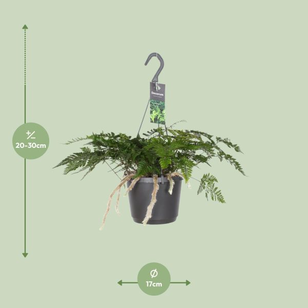 Davallia Bullata ↨30cm-ø17cm - Afbeelding 2