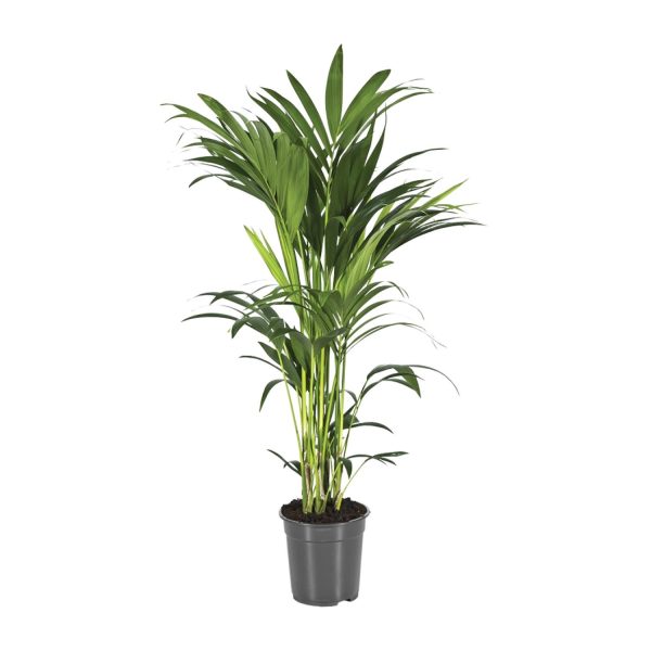 Howea Forsteriana ↨100cm-ø21cm