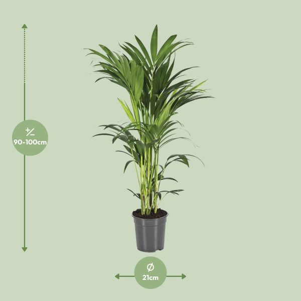 Howea Forsteriana ↨100cm-ø21cm - Afbeelding 2