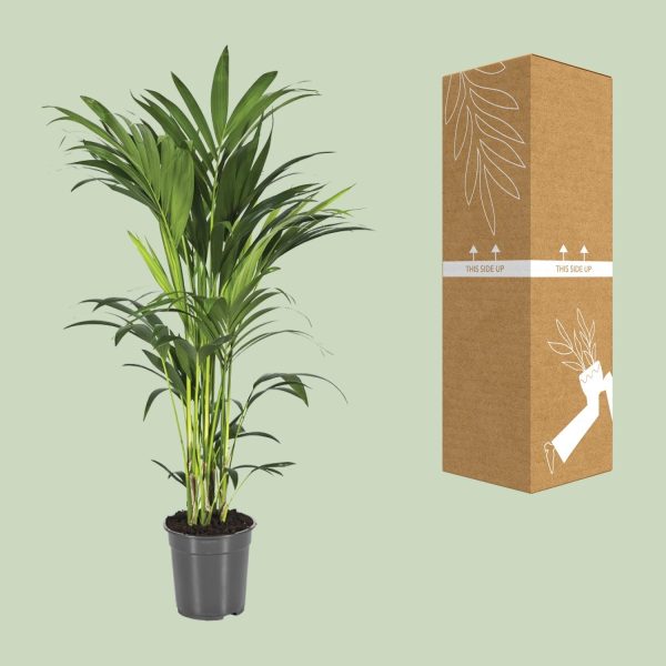 Howea Forsteriana ↨100cm-ø21cm - Afbeelding 3