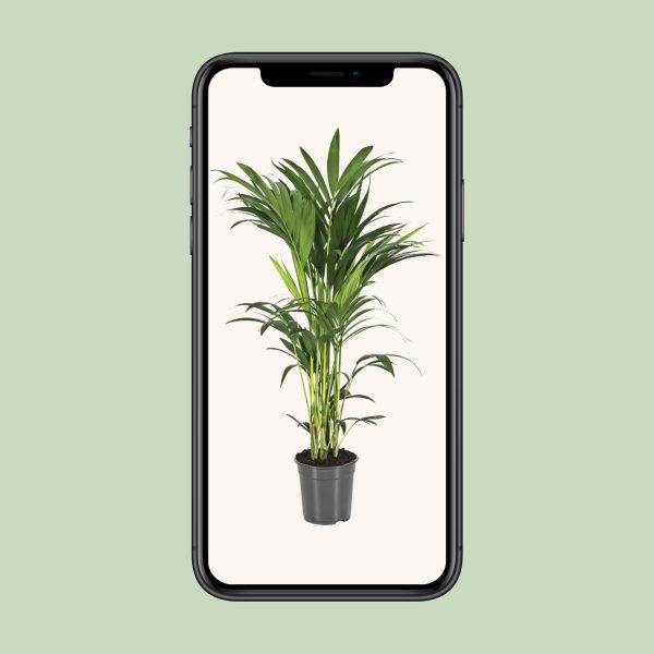 Howea Forsteriana ↨100cm-ø21cm - Afbeelding 4