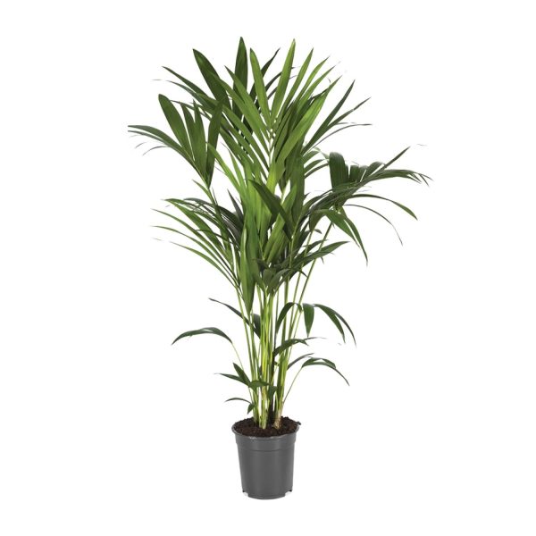 Weelderige Areca palm (Dypsis lutescens) met sierlijke, geveerde bladeren