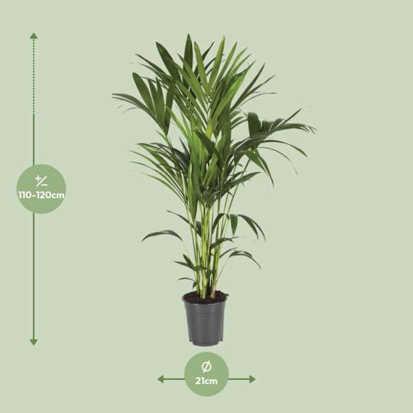 Slanke Kentia palm (Howea forsteriana) in 21cm pot, ca. 110-120cm hoog