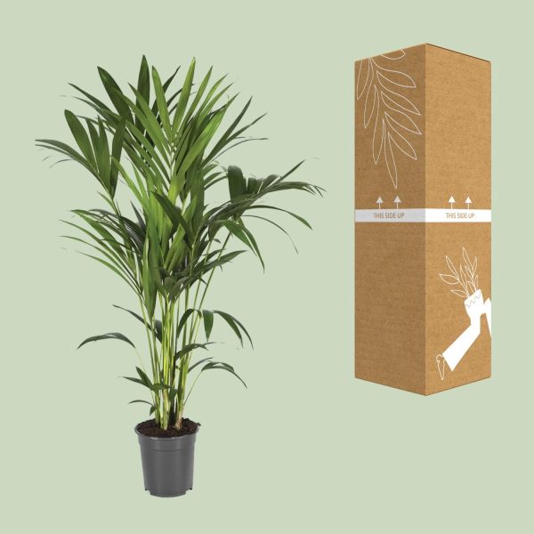 Howea forsteriana (Kentia palm) in pot naast verzenddoos