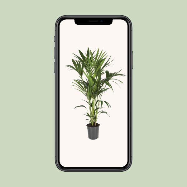 Frisse Goudpalm (Areca palm) met weelderige, veerachtige groene bladeren