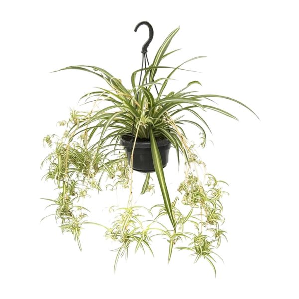 Hangende graslelie Chlorophytum comosum Vittatum met groen-witte gestreepte bladeren en plantlets
