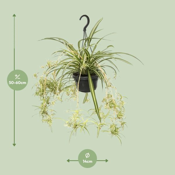 Hangende Chlorophytum comosum met speelse plantlets in groen-witte bladeren.