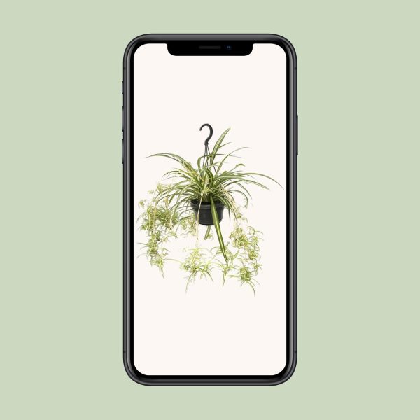 Hangende spinnenplant (Chlorophytum comosum) met lange, groen-witte bladeren.
