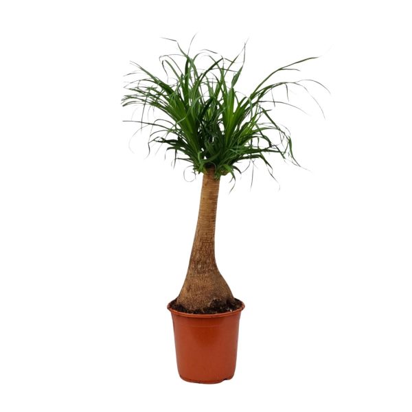 Beaucarnea recurvata ↨65cm-ø21cm