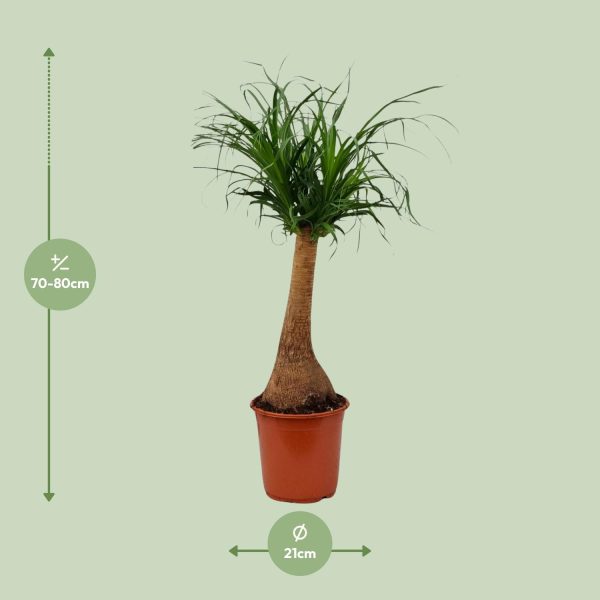 Beaucarnea recurvata ↨65cm-ø21cm - Afbeelding 2