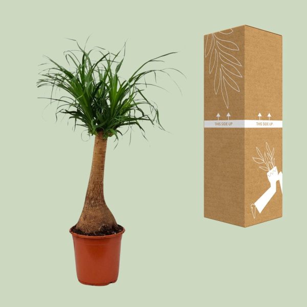 Beaucarnea recurvata ↨65cm-ø21cm - Afbeelding 3