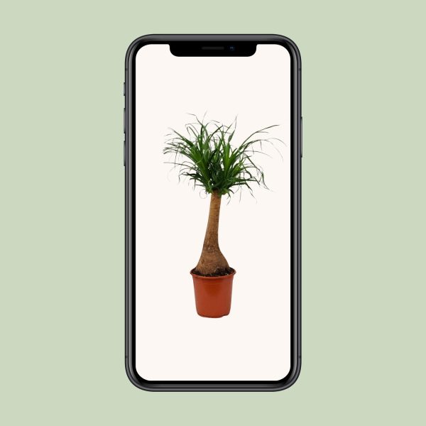 Beaucarnea recurvata ↨65cm-ø21cm - Afbeelding 4
